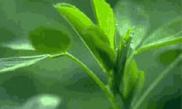یونجه 2 برابر اسفناج دارای آهن است یونجه 2 برابر اسفناج دارای آهن است