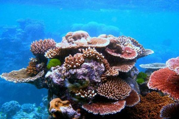 مرجان ها برای فرار از تغییر اقلیم، در پی خانه ای تازه هستند
